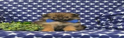 Pomeranian dogs for sale: Boyd - Ad 1