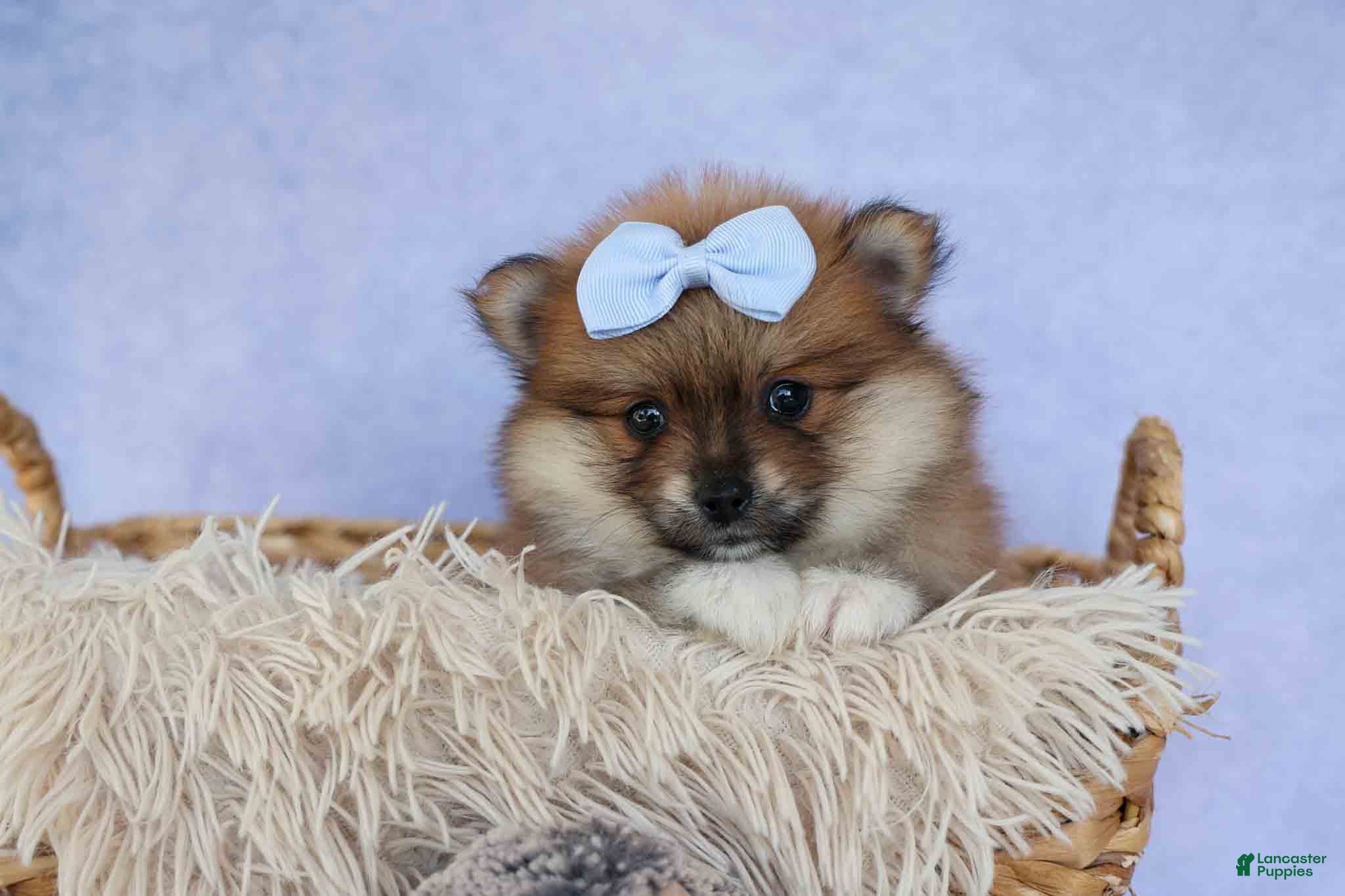 Pomeranian dogs for sale: Flossie  - Ad 1