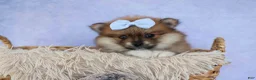 Pomeranian dogs for sale: Flossie  - Ad 3