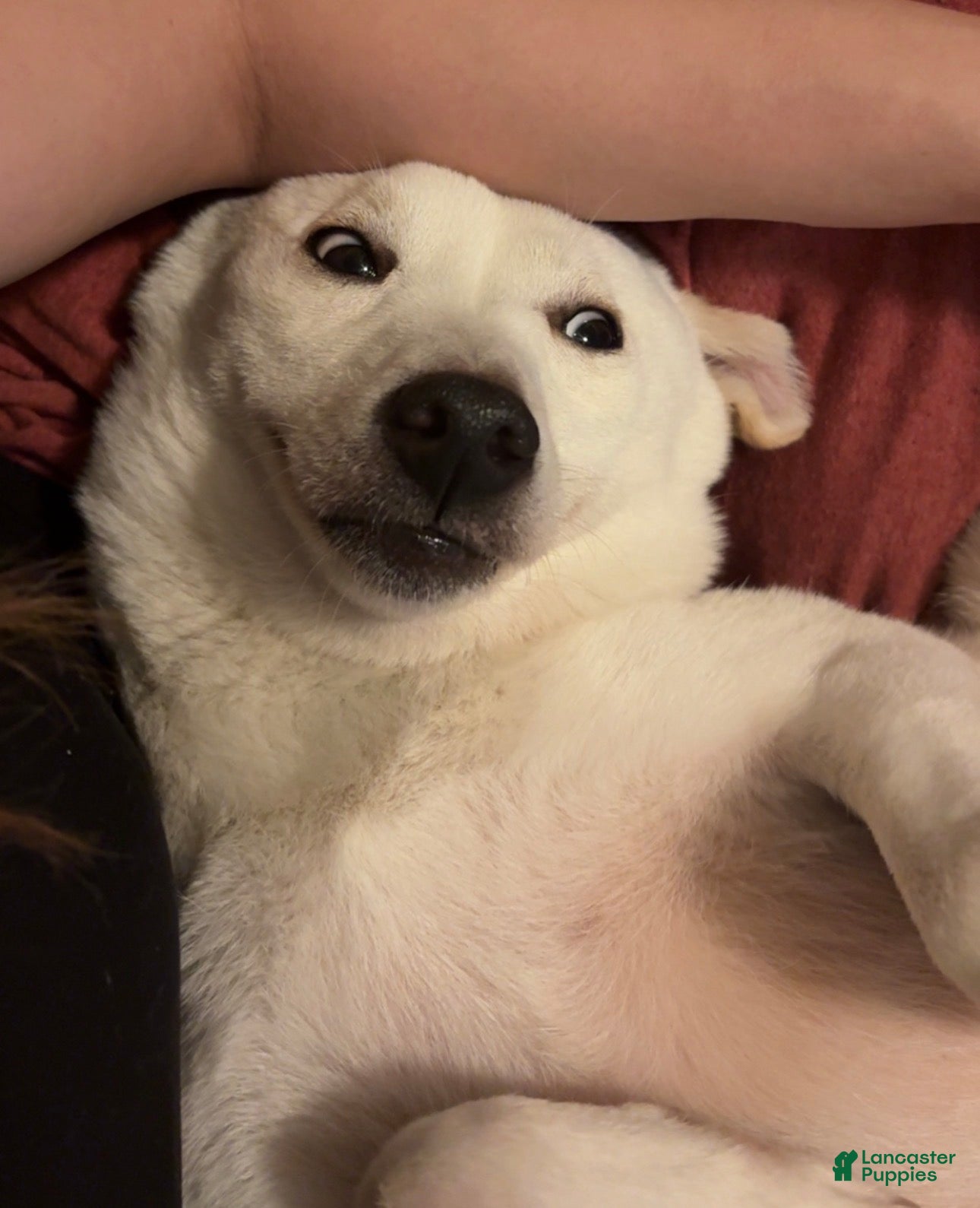 Shiba Inu dogs Riku - Ad 2
