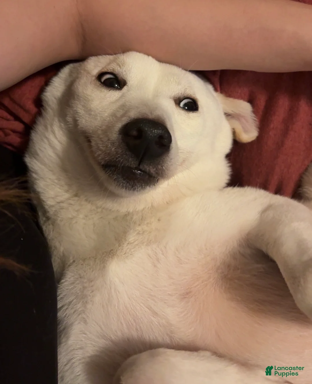 Shiba Inu dogs for sale: Sasha - Ad 2