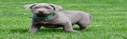 Labrador Retriever dogs for sale: Millie - Ad 7