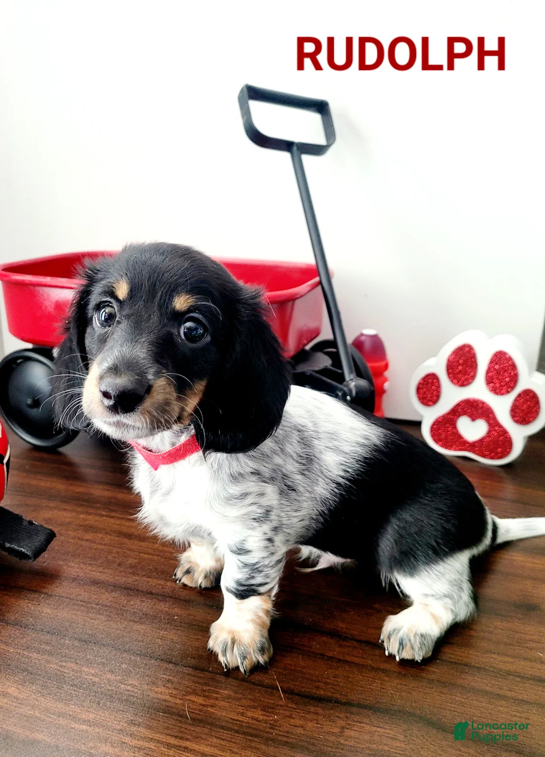 Miniature Dachshund dogs for sale: Rudolph  Miniature Dachshund Puppy 2 - Ad 2