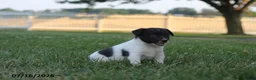Toy Fox Terrier dogs for sale: Mindi - Ad 7