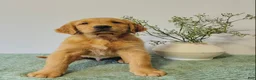 Golden Retriever dogs for sale: Rusty - Ad 4