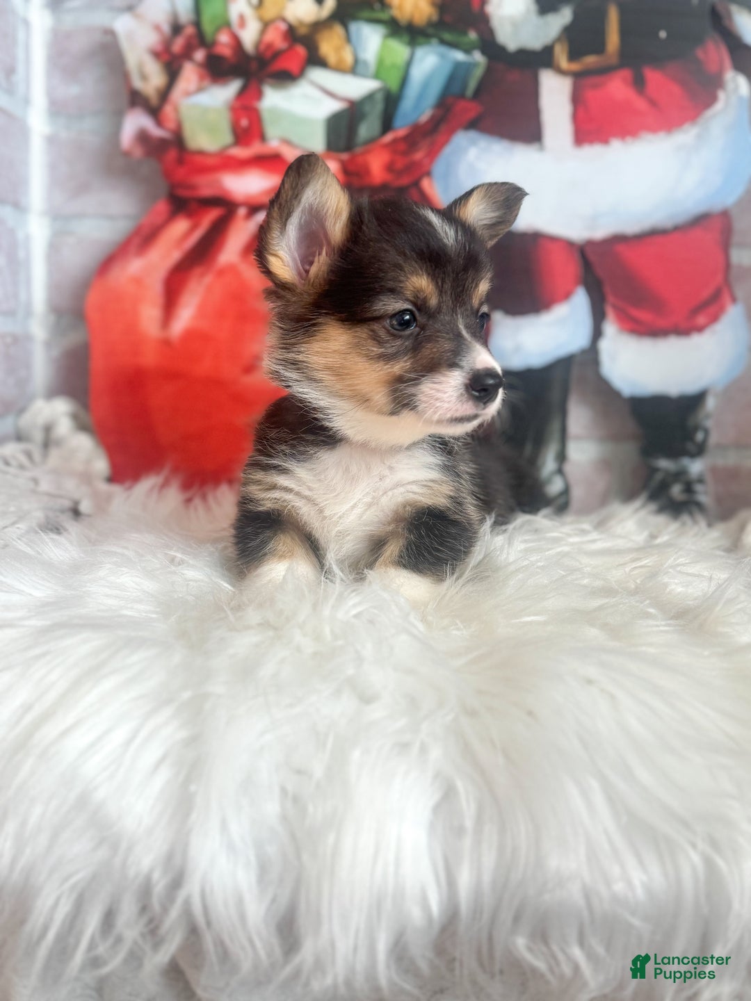 Welsh Corgi Pembroke dogs for sale: Peppermint  - Ad 4