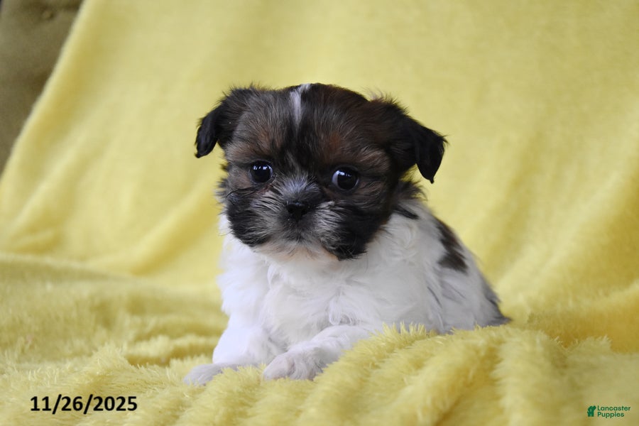 Shih Tzu dogs Benji - Ad 40