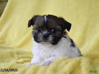 Shih Tzu dogs Benji - Ad 36