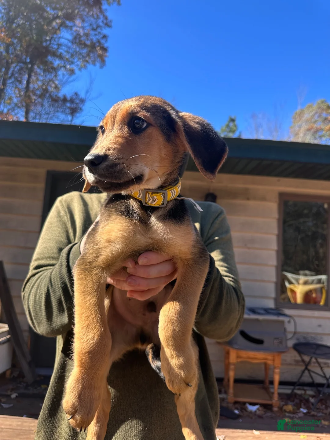 Mixed Breed dogs for sale: Mixed Breed 1 - Ad 2