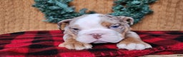 English Bulldog dogs for sale: Fletch - Ad 8