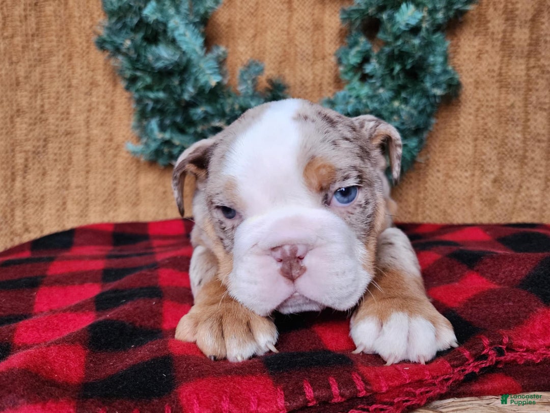 English Bulldog dogs for sale: Fletch - Ad 8