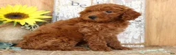 Miniature Poodle dogs for sale: Neo - Ad 4