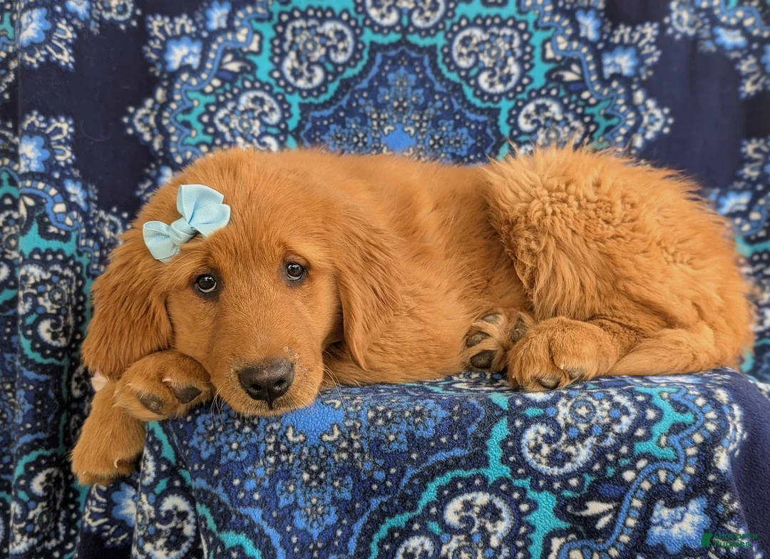 Golden Retriever dogs for sale: Ella - Ad 6