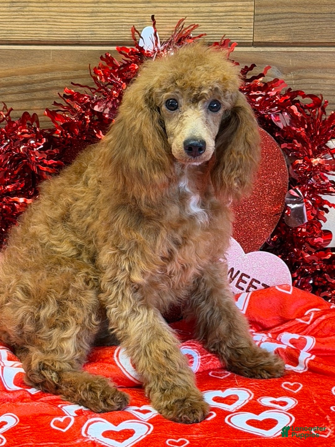 Miniature Poodle dogs for sale: Ruby - Ad 2