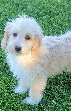 Mini Goldendoodle dogs Bella Female - Ad 2