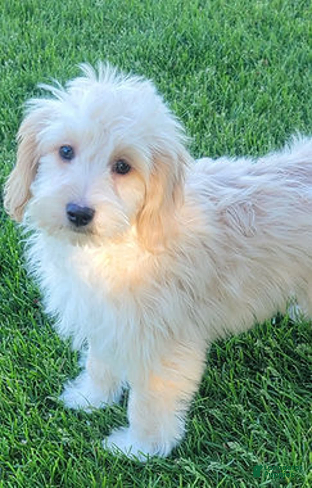 Mini Goldendoodle dogs for sale: Bella Female - Ad 2