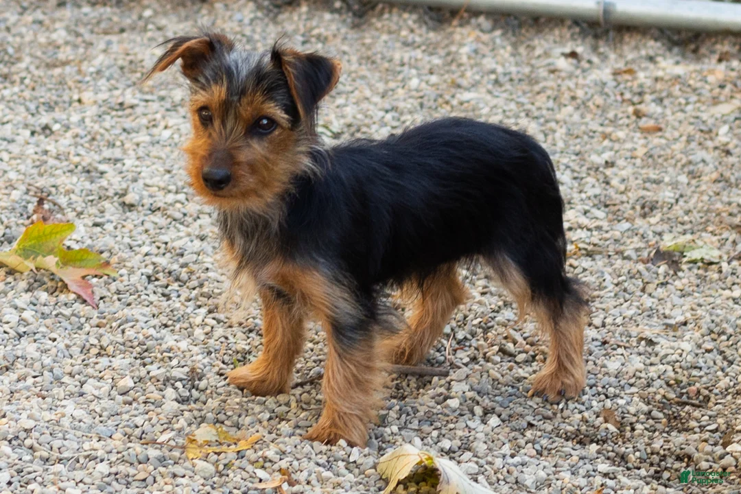 Yorkshire Terrier dogs for sale: Ollie - Ad 1
