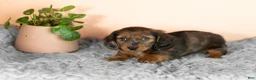 Miniature Dachshund dogs for sale: Bella  - Ad 3