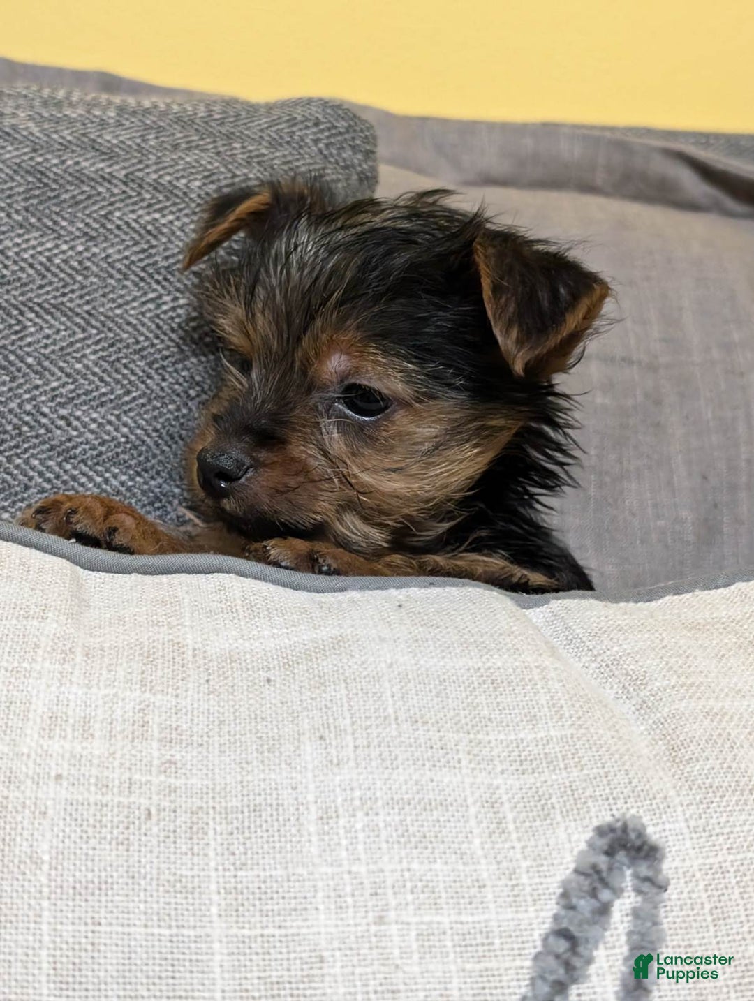 Yorkshire Terrier dogs for sale: Yorkshire Terrier Puppy 1 - Ad 2