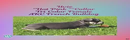 French Bulldog dogs for sale: Uvie “Hot Pink” Collar, Female  - Ad 6