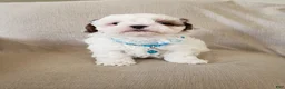 Shihpoo dogs for sale: PEANUT - Ad 3