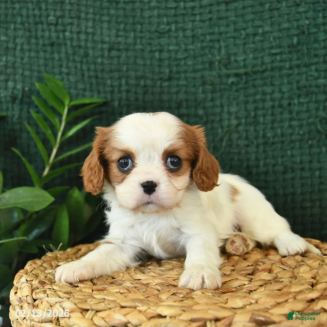 Cavalier King Charles Spaniel dogs for sale: Jazz  - Ad 4