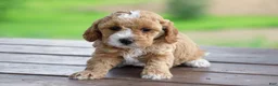 Mixed Breed dogs for sale: Khloe - Ad 6