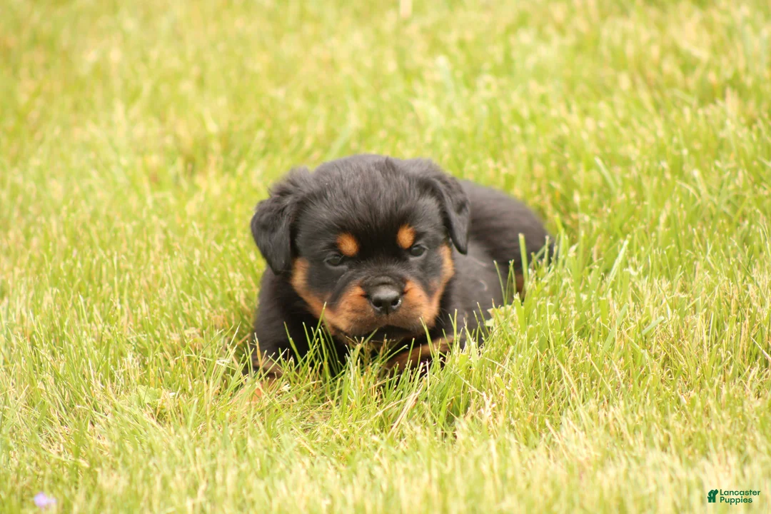 Rottweiler dogs for sale: Shasta - Ad 1