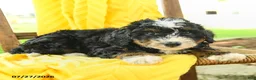 Mini Bernedoodle dogs for sale: Caroline - Ad 4