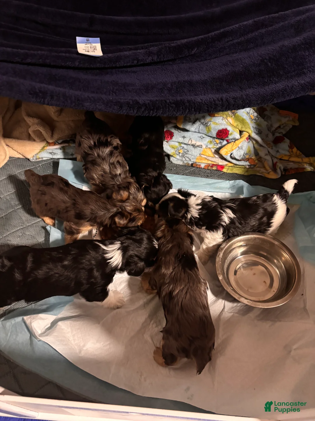 Yorkshire Terrier dogs for sale: Yorkshire Terrier Puppy 3 - Ad 6