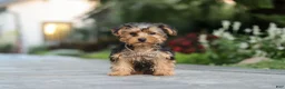 Yorkiepoo dogs for sale: Beckham - Ad 4