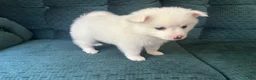 American Eskimo dogs for sale: Basil - Ad 3