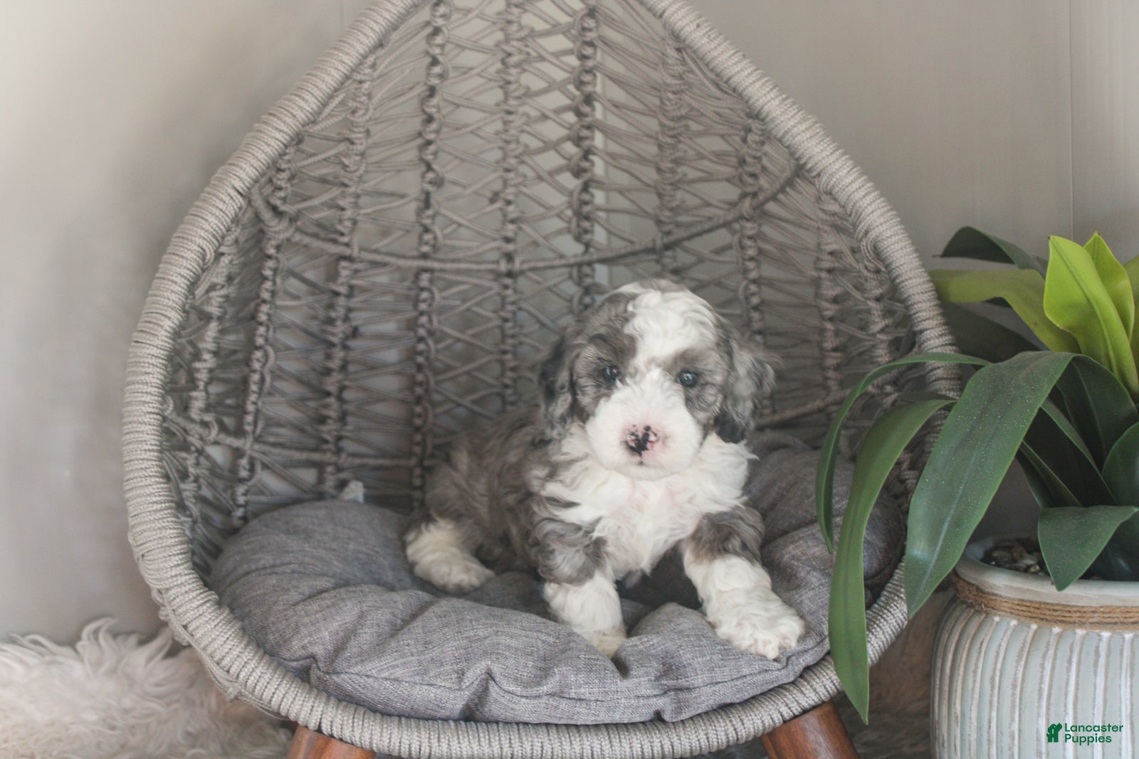 Mixed Breed dogs Patriot - Ad 1