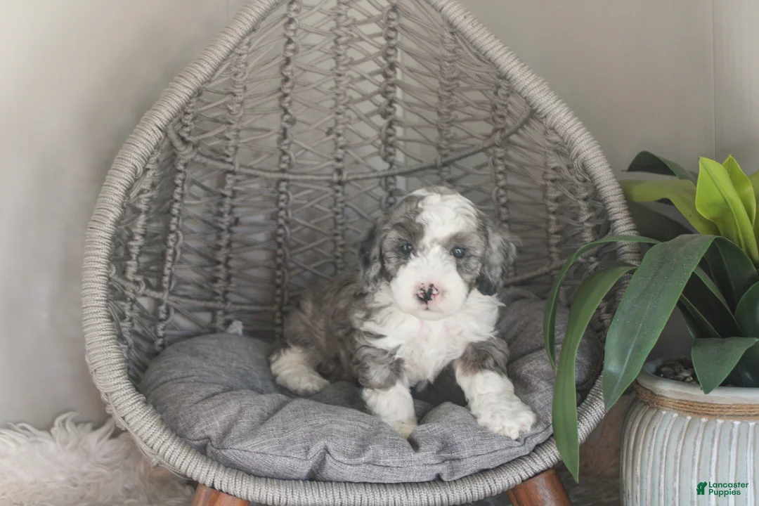 Mixed Breed dogs for sale: Patriot - Ad 1