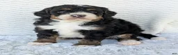 Mini Bernedoodle dogs for sale: Mini Nemo  - Ad 8
