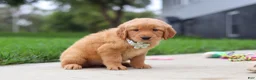 Golden Retriever dogs for sale: Ezekiel 🐶 - Ad 6