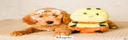Goldendoodle dogs for sale: Maple - Ad 7