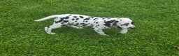 Dalmatian dogs for sale: Dalmatian Male 1 - Ad 2
