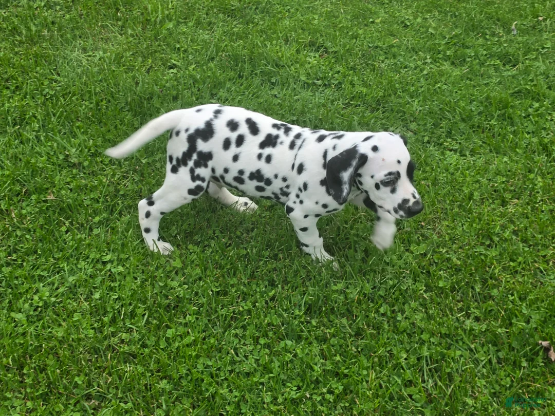 Dalmatian dogs for sale: Dalmatian Male 1 - Ad 2