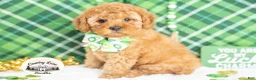 Cavapoo dogs for sale: Finnegan - Ad 3
