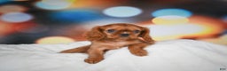 Cavalier King Charles Spaniel dogs for sale: Katie - Ad 6