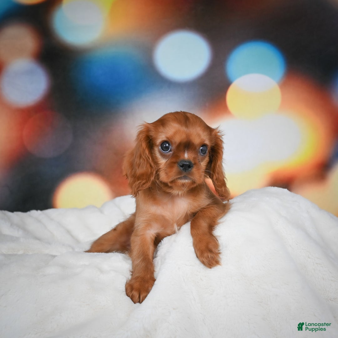 Cavalier King Charles Spaniel dogs for sale: Katie - Ad 6