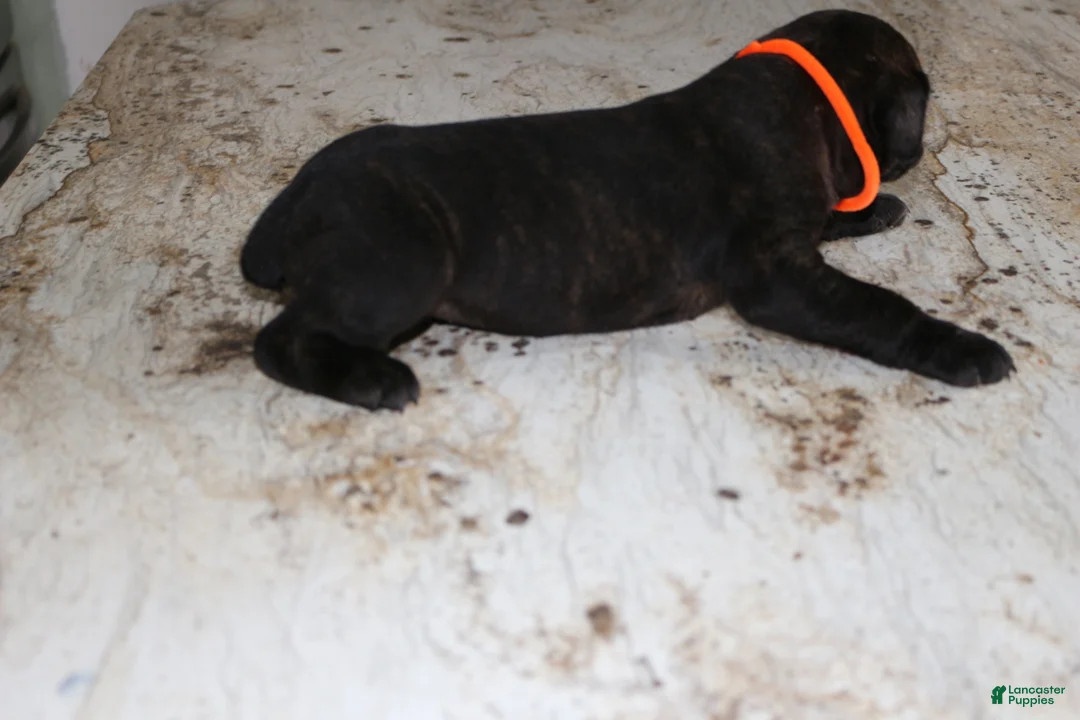 Cane Corso dogs for sale: Orange - Ad 16