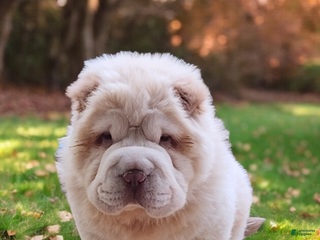 Shar Pei dogs Powder Bear - Ad 8