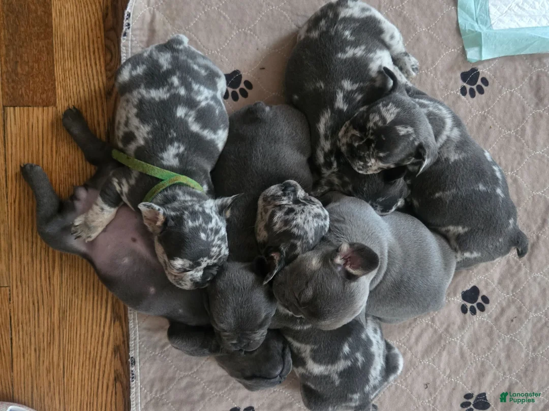 French Bulldog dogs for sale: French Bulldog 3 - Ad 2