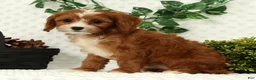 Cavapoo dogs for sale: Lexi - Ad 4