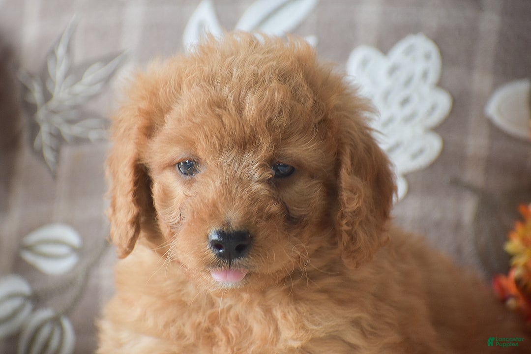 Cavapoo dogs for sale: Rusty - Ad 3