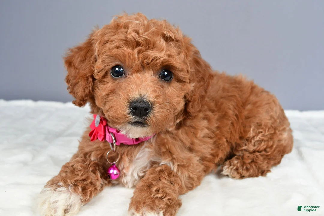 Miniature Poodle dogs for sale: Nikki - Ad 2