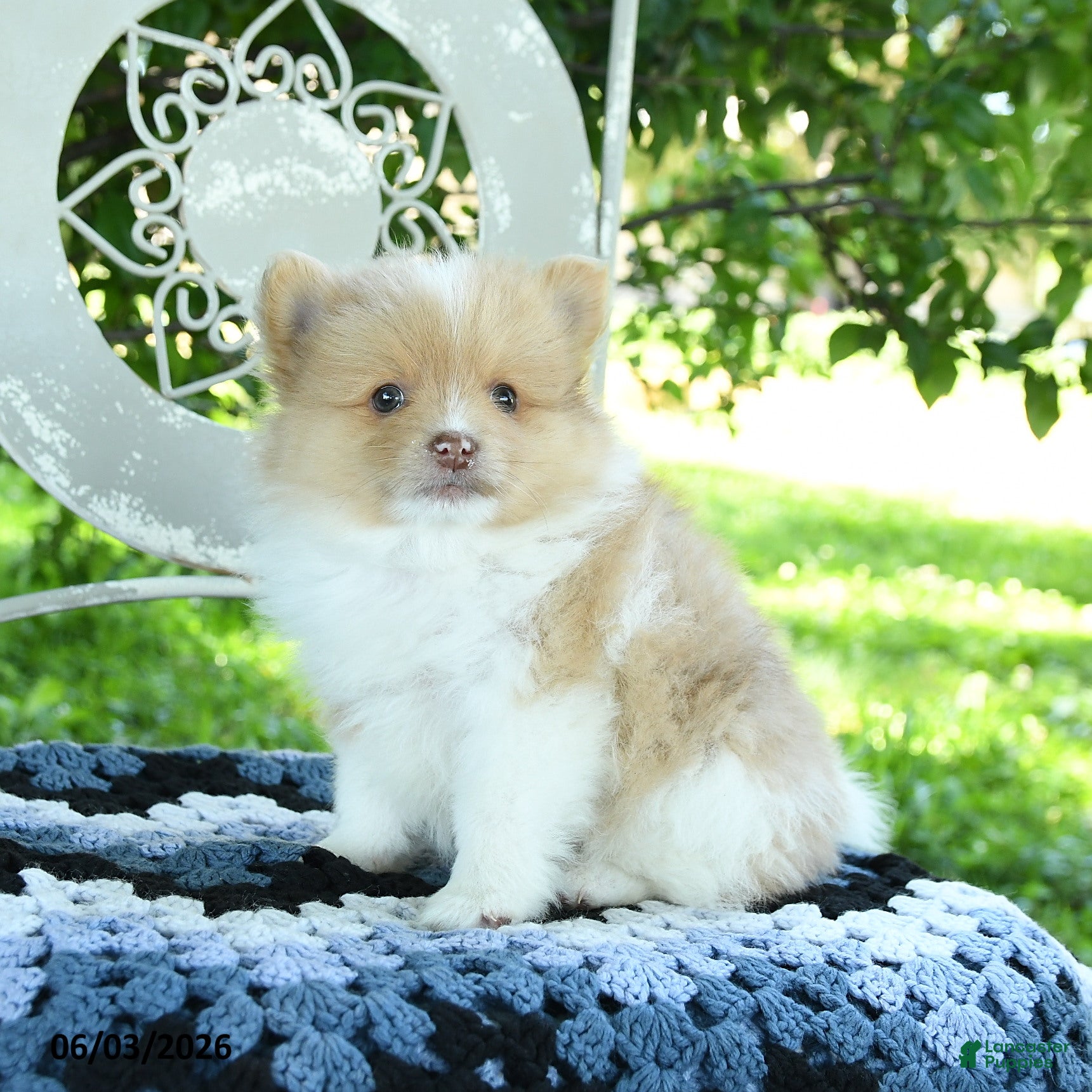 Pomeranian dogs for sale: Polo - Ad 3