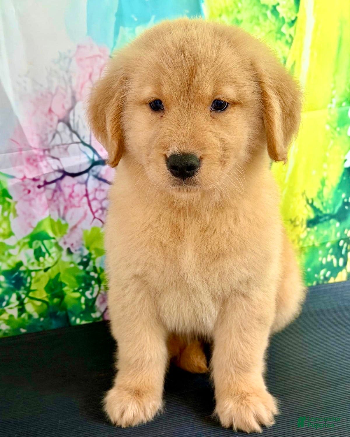 Golden Retriever dogs Golden Retriever 4 - Ad 24